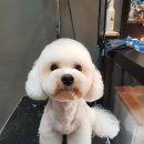 홍은애견미용 이미지
