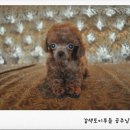 이리오개 네이버블로그