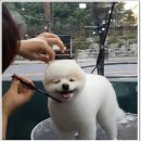 진접애견미용 이미지