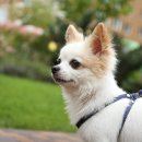 백석동물병원 이미지