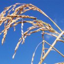 알파크린 이미지