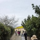 V-3 | 전북 부안 가볼만한곳 수성당 유채꽃 개화현황 26년4월 실시간