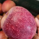 청송농장 | 청송 안동 부사 꿀사과 솔직후기