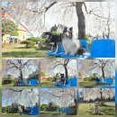 드림애견학교 이미지