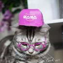 멍이냥이하우스 이미지