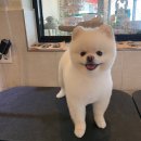 아임독 애견샵 이미지