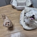 애견호텔 몽몽 이미지