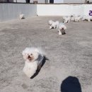 레이지포 이미지