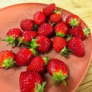 매지밀 딸기농장 이미지