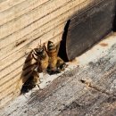 예밀농장 이미지