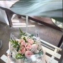 플로미스 이미지