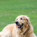 착한강아지 이미지