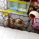 아이러브독 애견미용실 이미지