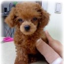 토리엔모리 이미지