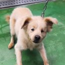 증평가정견훈련소 이미지