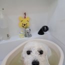 시크펫 그루밍 이미지