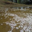 봄이 오는 길(시비 이미지