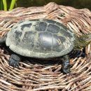 청솔가든 이미지