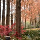 장태산휴양림 이미지