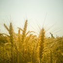 농촌진흥청 국립식량과학원 | 농촌진흥청 국립식량과학원 중부작물부 최신 연구 성과 분석