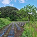 횡천면사무소 이미지