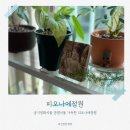 (봄맞이) 홈가드닝 | 홈가드닝 관엽식물 피오나에정원 식물과 각인액자 구매 후기
