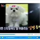 별이 이미지