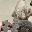 에스케이덴탈 | 덴탈껌 소형견 중형견 빌리스벳 급여 후기
