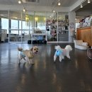 금비유치원 | 서울실내애견카페 똥강아지카페 내돈내산 상봉애견동반