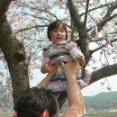 주산면 벚꽃놀이와 대천수산시장 이미지