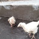 당곡지구대 이미지