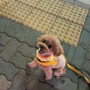 스타일좋개 이미지