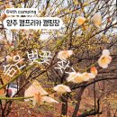 양주 캠프리카, 사이트 추천 및 우중캠 후기, 숨은벚꽃찾기