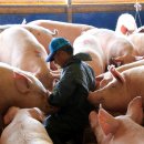 행복한 소농장 이미지