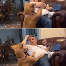 뿔난강아지 이미지