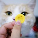 멍이와 냥이의 부엌 이미지