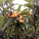 비파나무집 이미지