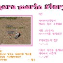 헤라마린