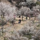매화분식 이미지