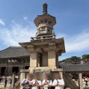 씨유 경주불국사입구점 | 경주 불국사 방문 후기: 봄꽃 개화 시기 체크하고 가자! 반쯤 핀 목련이 포토스팟이 되어버린....