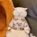 주디 이미지