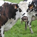 우진한우농장 이미지