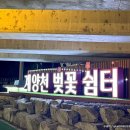 풍년주유소(주) | 2024 김포 계양천 벚꽃축제 벚꽃길 야간조명 후기 + 주차, 개화상황