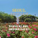중랑천 | 중랑장미축제 2026 중랑천 서울장미축제 5월 첫날 후기