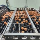 명진계란 이미지