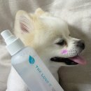 비지어스펫 | [강아지미스트] 비지어스펫 더럽개미스트