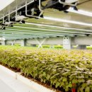 광선농장 이미지