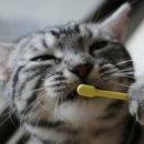 킴스덴탈 이미지