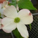 도그트리 이미지