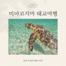 오리온농장 | 20주 태교여행지 추천 일본 미야코지마 후기 (임산부 스노클링, 준비물, 오리온 티셔츠 사이즈)